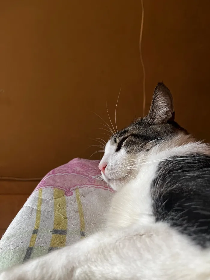 Gato raça SRD-ViraLata idade 6 ou mais anos nome Mingau