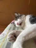 Mingau