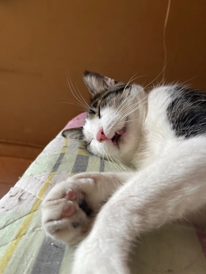 Gato raça SRD-ViraLata idade 6 ou mais anos nome Mingau