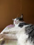 Mingau