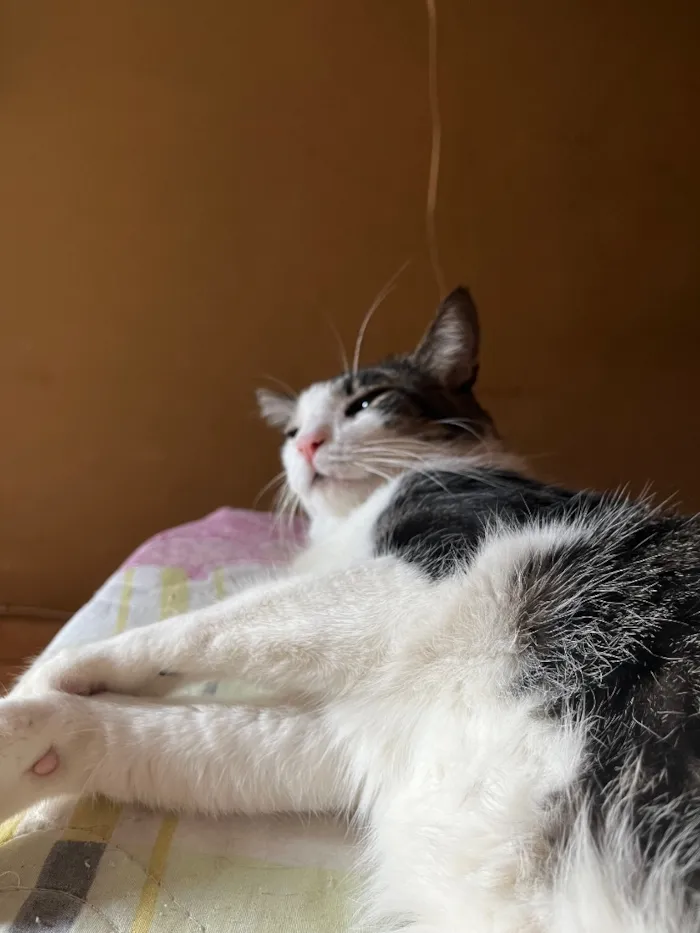 Gato raça SRD-ViraLata idade 6 ou mais anos nome Mingau