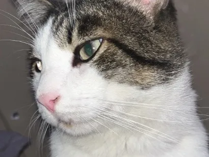 Gato raça SRD-ViraLata idade 6 ou mais anos nome Mingau