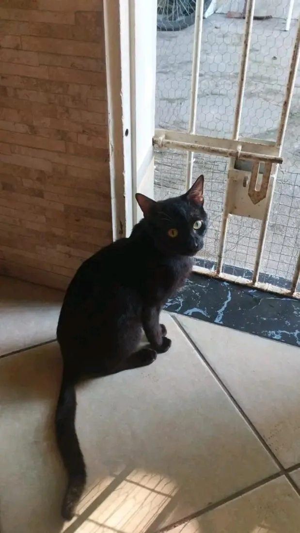 Gato raça SRD-ViraLata idade 1 ano nome Carburador