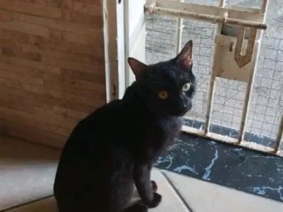 Gato raça SRD-ViraLata idade 1 ano nome Carburador