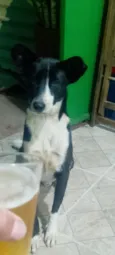 Filhotinho