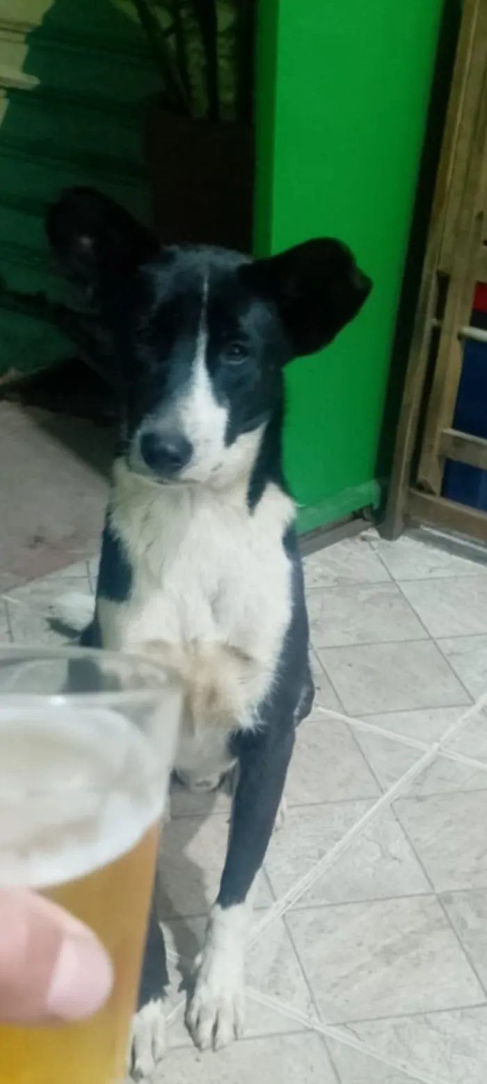 Cachorro raça SRD-ViraLata idade 1 ano nome Filhotinho