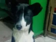 Filhotinho