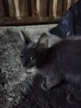 Fiapinho