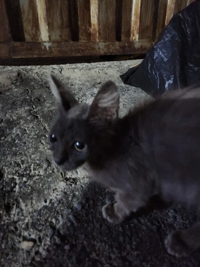 Gato raça SRD-ViraLata idade 2 a 6 meses nome Fiapinho