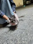 Fiapinho