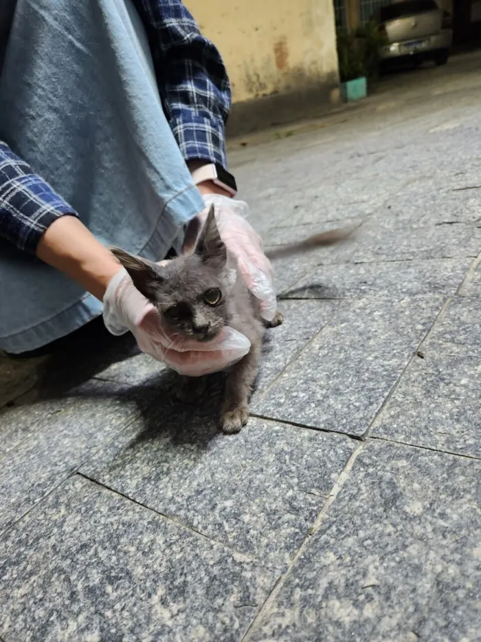 Gato raça SRD-ViraLata idade 2 a 6 meses nome Fiapinho