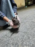 Fiapinho