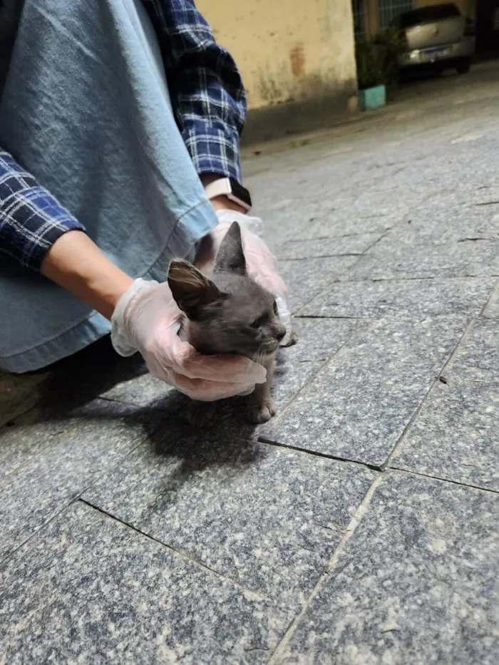 Gato raça SRD-ViraLata idade 2 a 6 meses nome Fiapinho