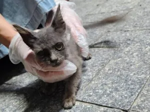Gato raça SRD-ViraLata idade 2 a 6 meses nome Fiapinho