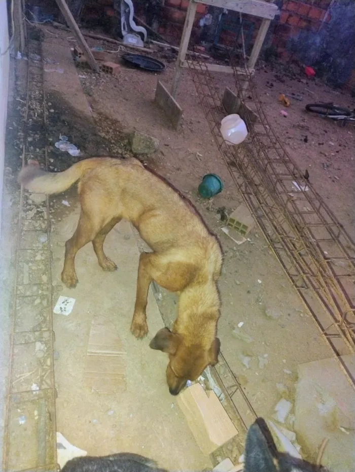 Cachorro raça Rottweiler idade 3 anos nome savana