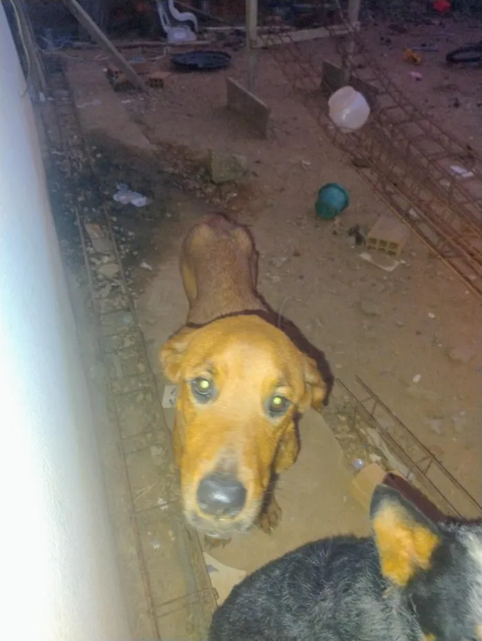 Cachorro raça Rottweiler idade 3 anos nome savana