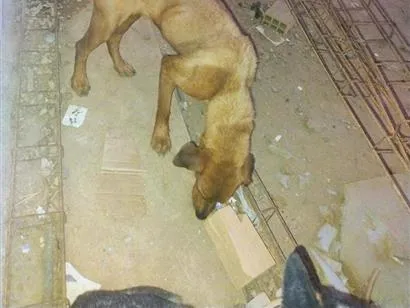 Cachorro raça Rottweiler idade 3 anos nome savana