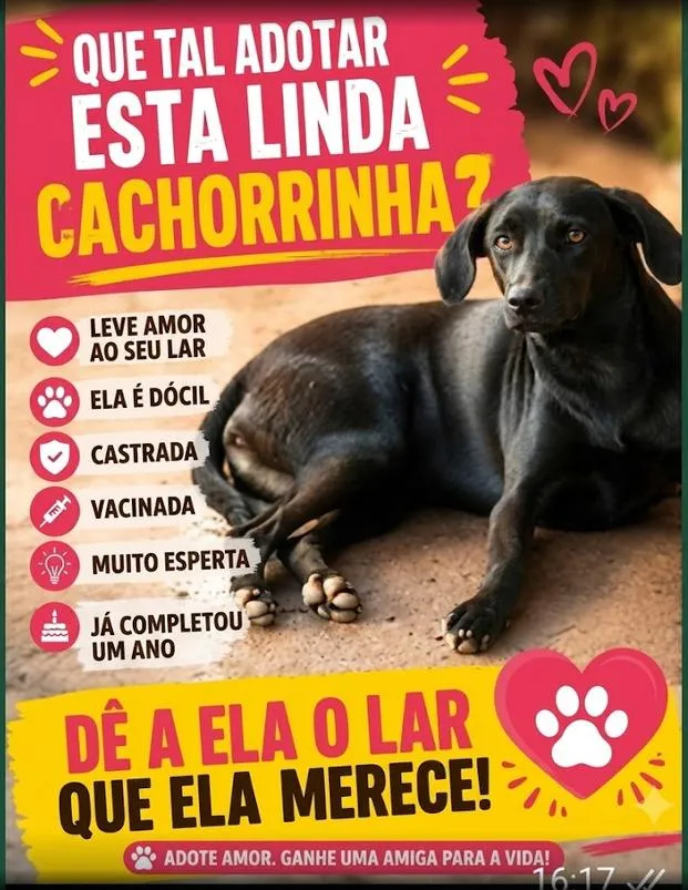 Cachorro raça SRD-ViraLata idade 1 ano nome Pretinha