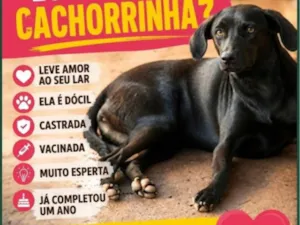 Cachorro raça SRD-ViraLata idade 1 ano nome Pretinha