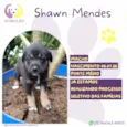Shawn Mendes