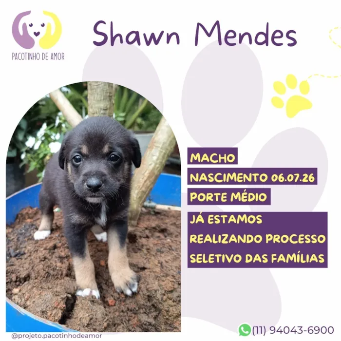 Cachorro raça SRD-ViraLata idade Abaixo de 2 meses nome Shawn Mendes