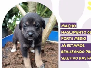 Cachorro raça SRD-ViraLata idade Abaixo de 2 meses nome Shawn Mendes