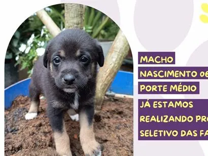 Cachorro raça SRD-ViraLata idade Abaixo de 2 meses nome Shawn Mendes