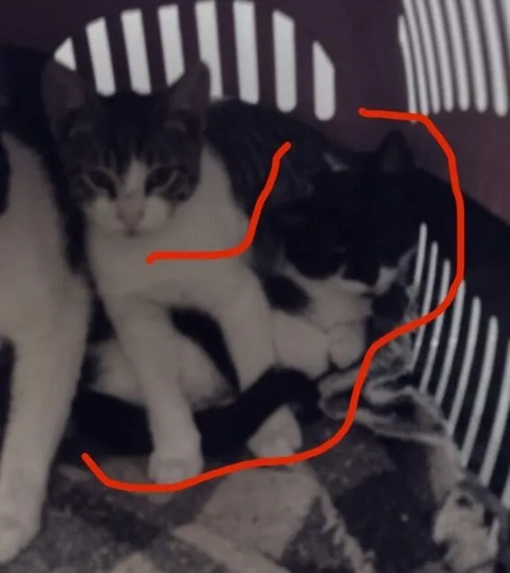 Gato raça SRD-ViraLata idade 2 a 6 meses nome femea bebê castrada