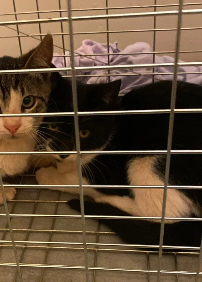 Gato raça SRD-ViraLata idade 2 a 6 meses nome femea bebê castrada