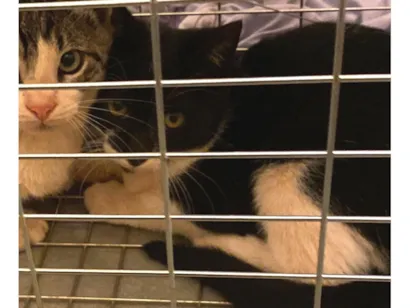 Gato raça SRD-ViraLata idade 2 a 6 meses nome femea bebê castrada