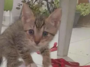 Gato raça SRD-ViraLata idade 2 anos nome não tem nome ainda 