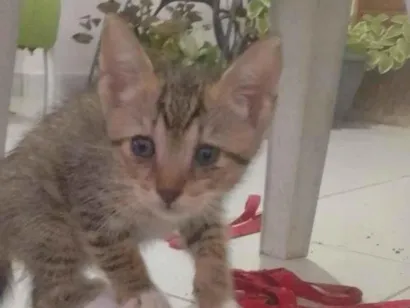 Gato raça SRD-ViraLata idade 2 anos nome não tem nome ainda 