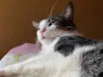 Mingau