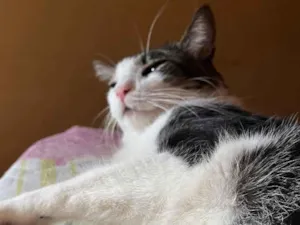 Gato raça SRD-ViraLata idade 6 ou mais anos nome Mingau