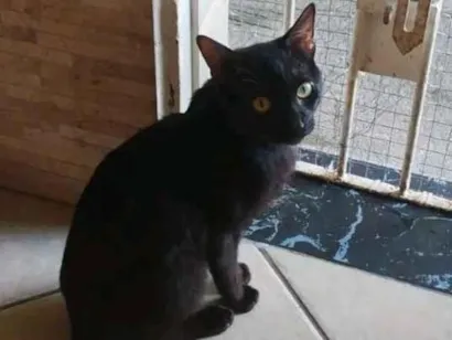 Gato raça SRD-ViraLata idade 1 ano nome Carburador