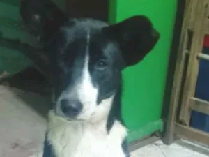 Cachorro raça SRD-ViraLata idade 1 ano nome Filhotinho