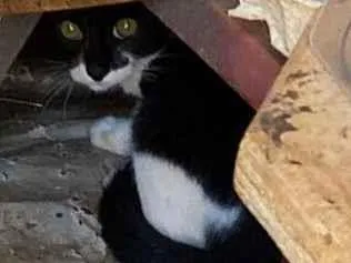 Gato raça SRD-ViraLata idade 2 a 6 meses nome femea bebê castrada