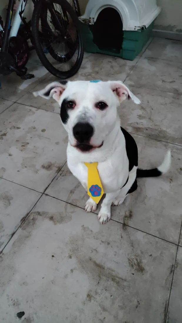 Cachorro raça SRD-ViraLata idade 7 a 11 meses nome Snoopy