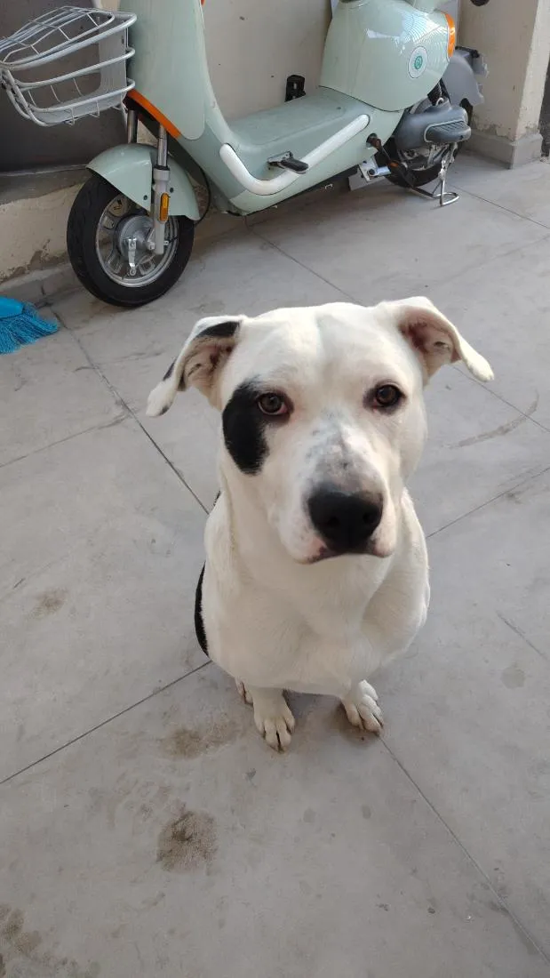 Cachorro raça SRD-ViraLata idade 7 a 11 meses nome Snoopy