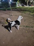 Snoopy
