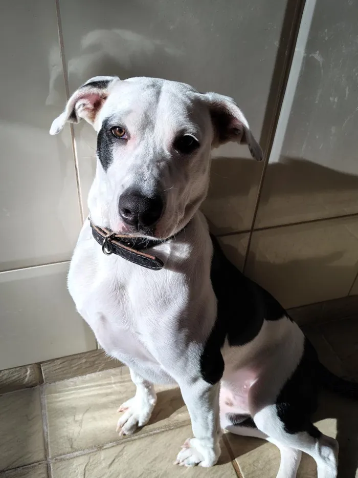 Cachorro raça SRD-ViraLata idade 7 a 11 meses nome Snoopy