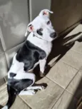 Snoopy