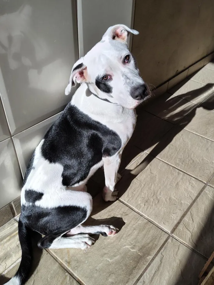Cachorro raça SRD-ViraLata idade 7 a 11 meses nome Snoopy