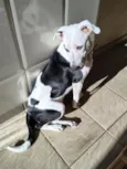 Snoopy