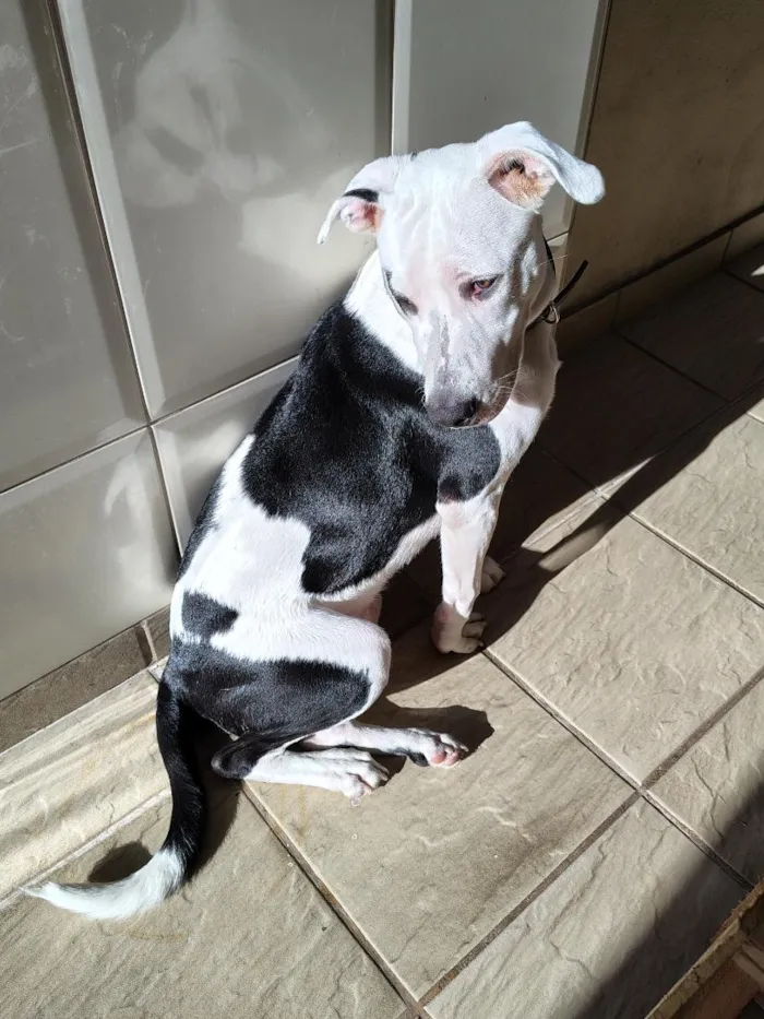 Cachorro raça SRD-ViraLata idade 7 a 11 meses nome Snoopy
