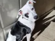 Snoopy