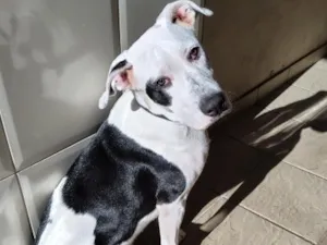 Cachorro raça SRD-ViraLata idade 7 a 11 meses nome Snoopy