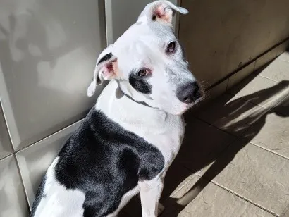Cachorro raça SRD-ViraLata idade 7 a 11 meses nome Snoopy
