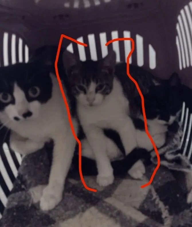 Gato raça SRD-ViraLata idade 2 a 6 meses nome castrado macho bebê