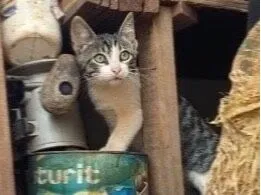 Gato raça SRD-ViraLata idade 2 a 6 meses nome castrado macho bebê